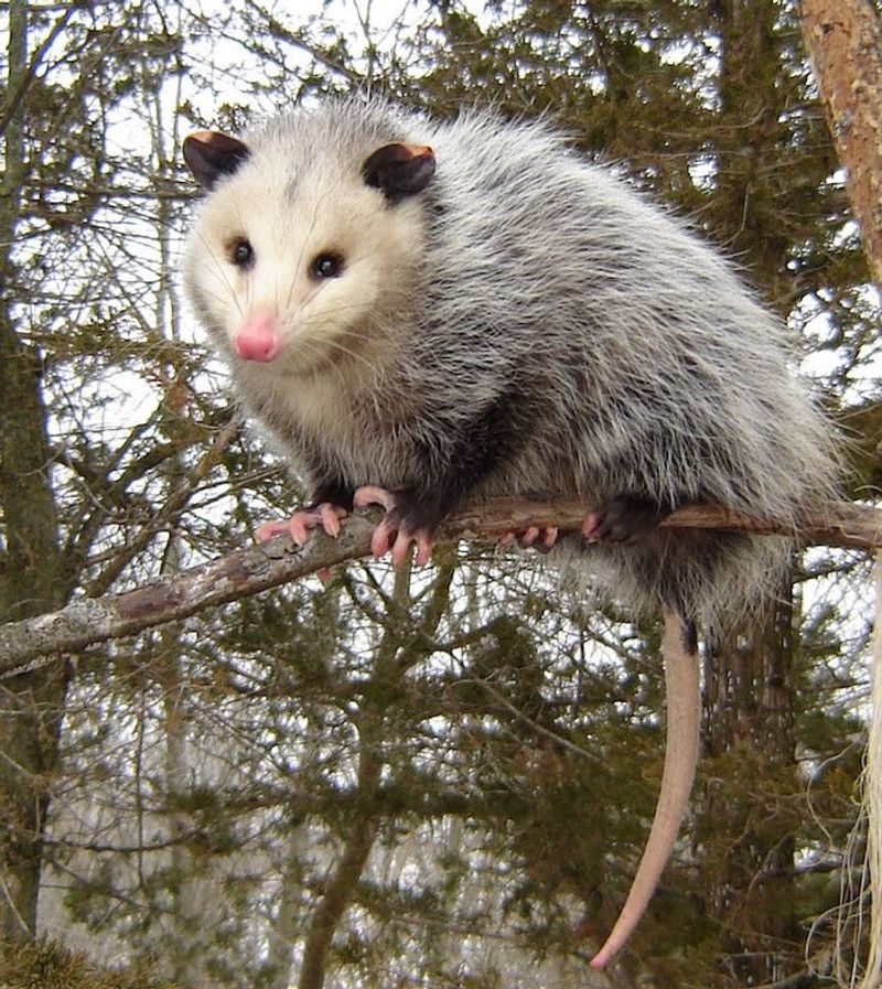 Possums Are Nomadic Visitors