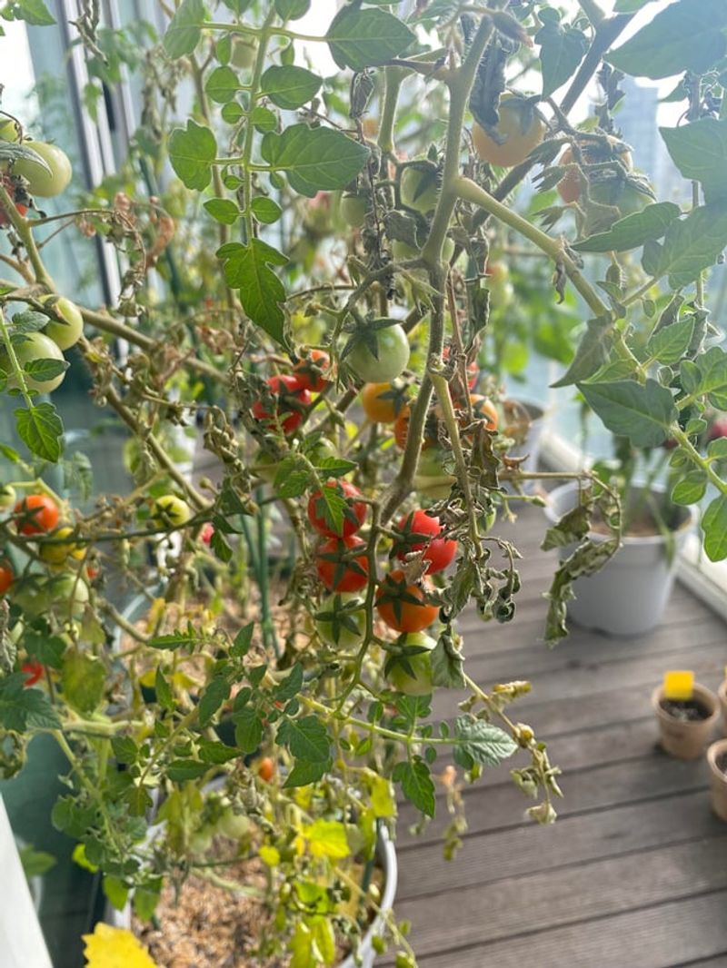 Declining Harvest Volume