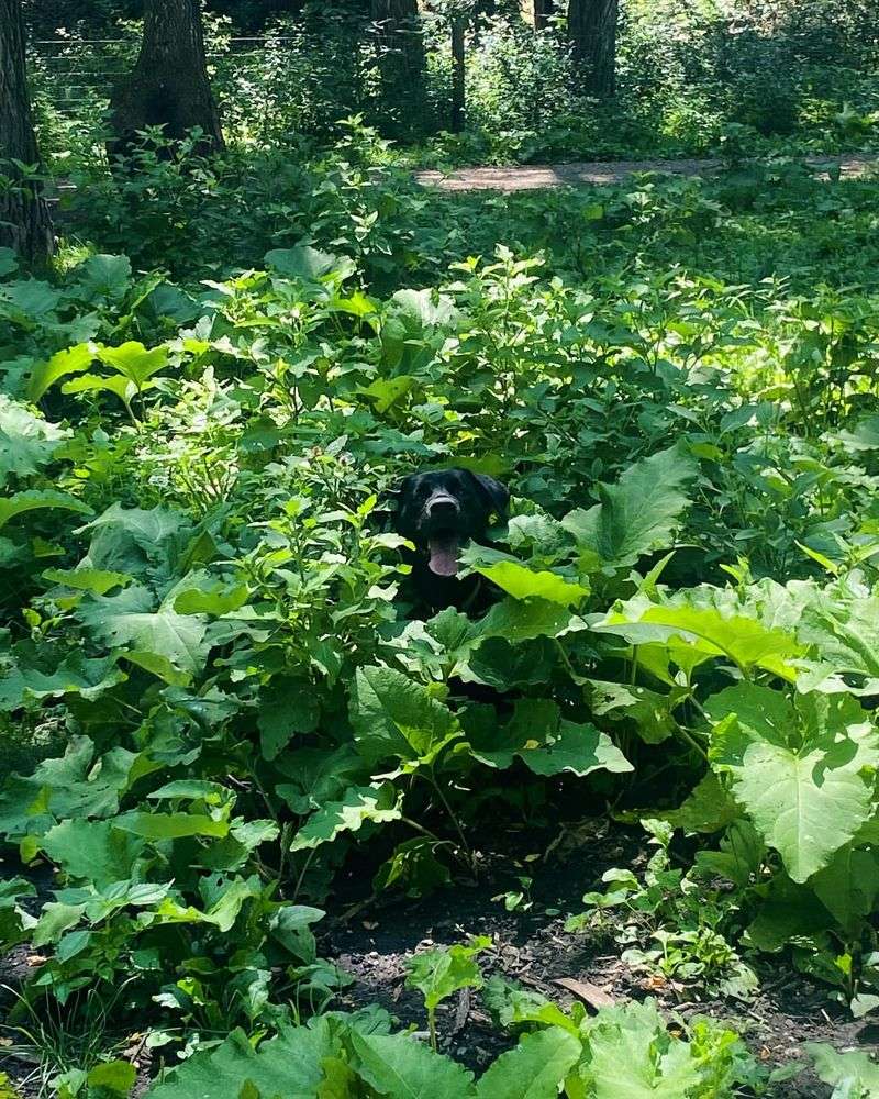 Westwood Hills Nature Center Gardens