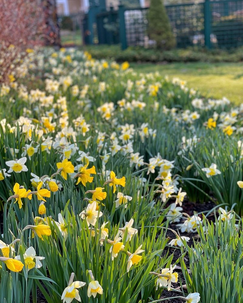 Daffodils: Beautiful Bulbs That Repel