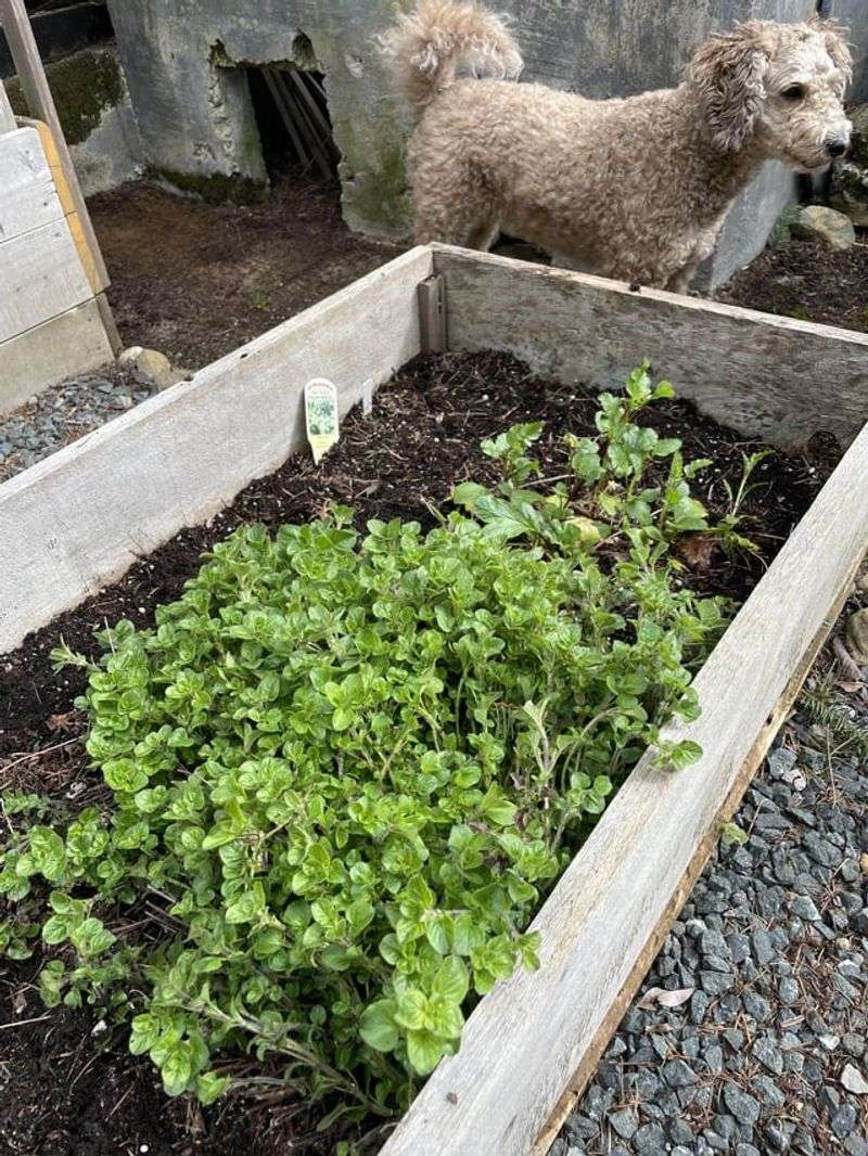 Oregano: Rejuvenate Tired Plants