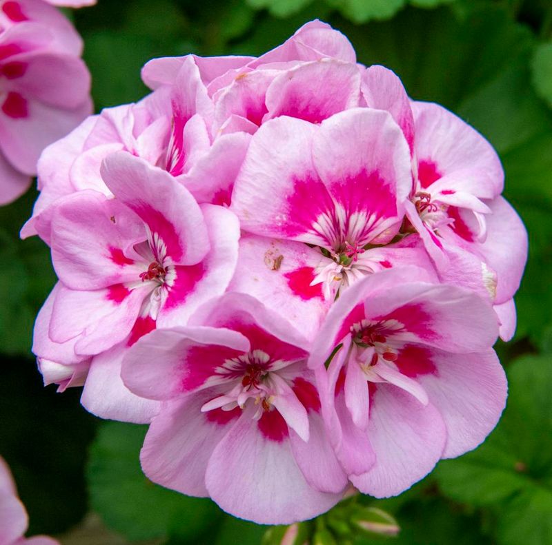 Scented Geranium