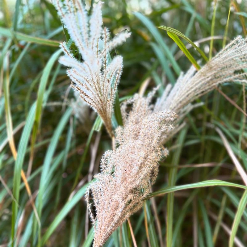 Chinese Silver Grass