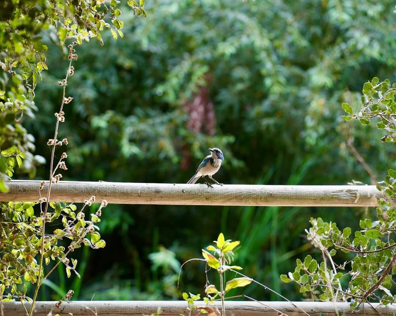 Add Perching Spots Throughout
