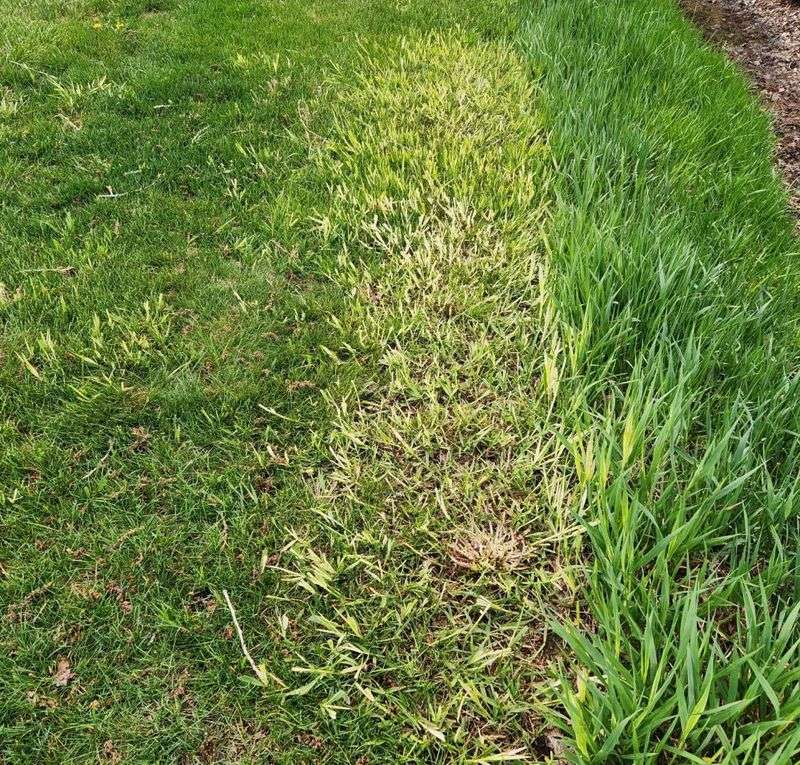 Applying Weed Killers During Heat