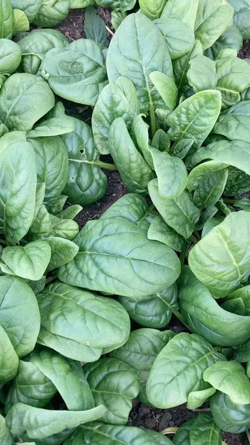 Spinach