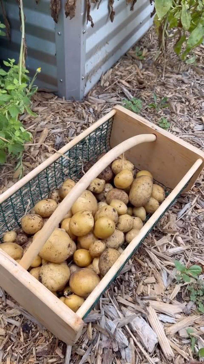 Potatoes