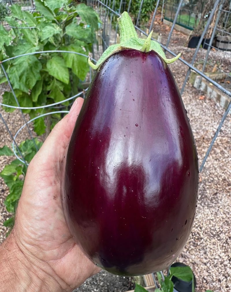 Eggplant