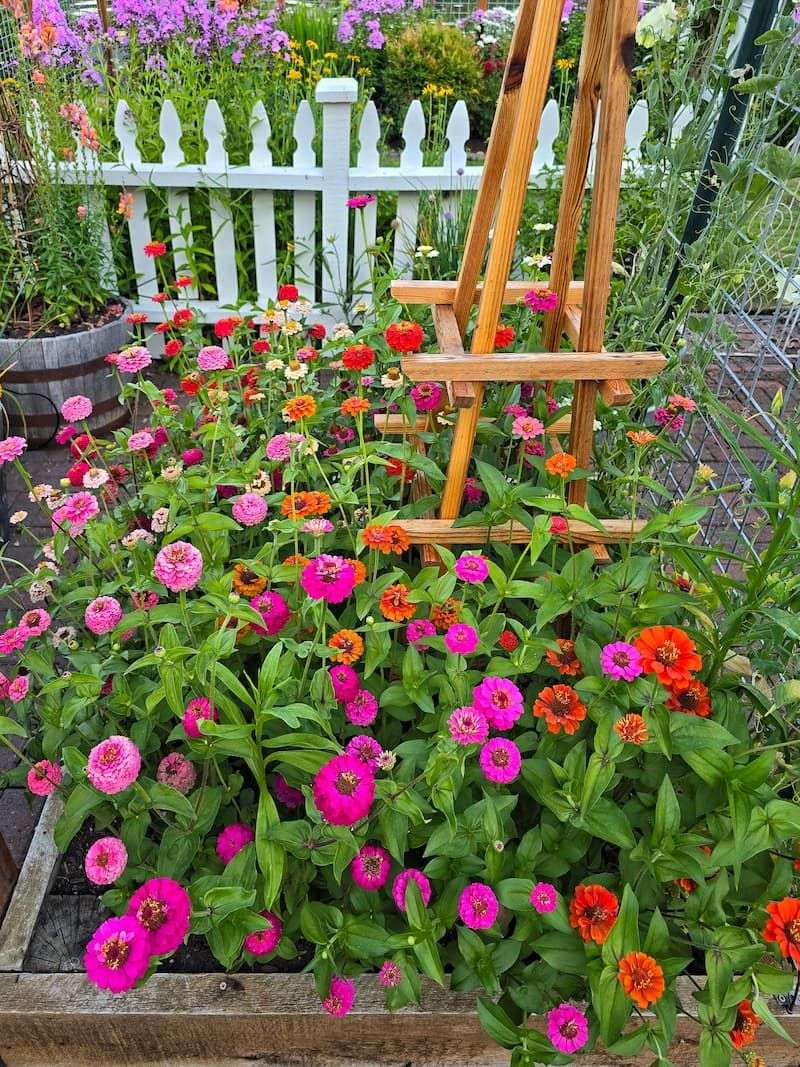 Zinnias For Pollinators And Bouquets