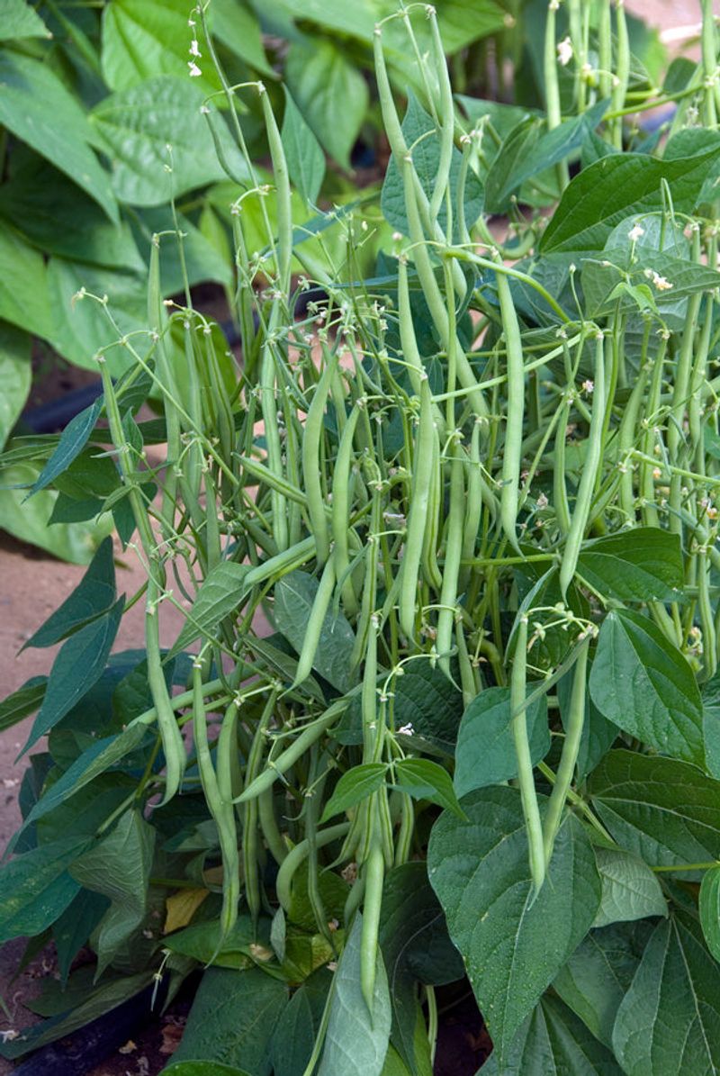 Bush Beans Adapt To Limited Space