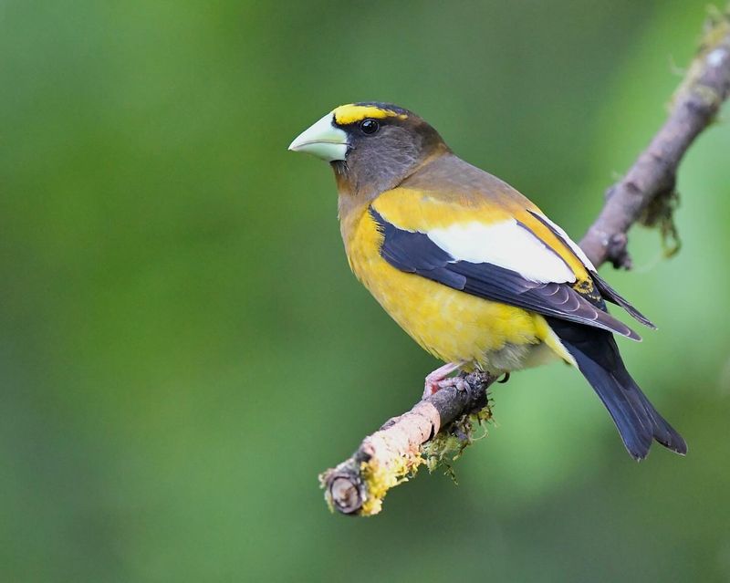 Evening Grosbeak