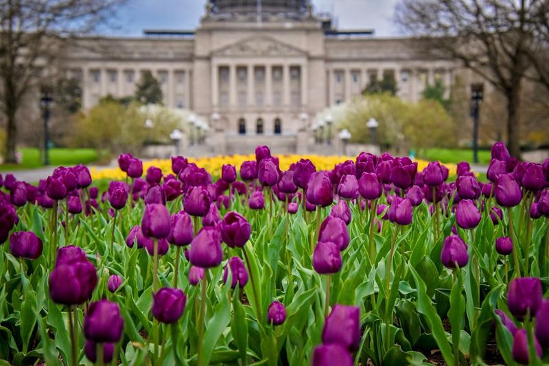 Frankfort's Dutch Tulip Extravaganza
