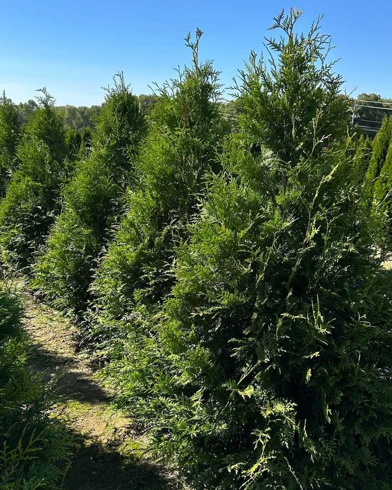 Thuja Green Giant