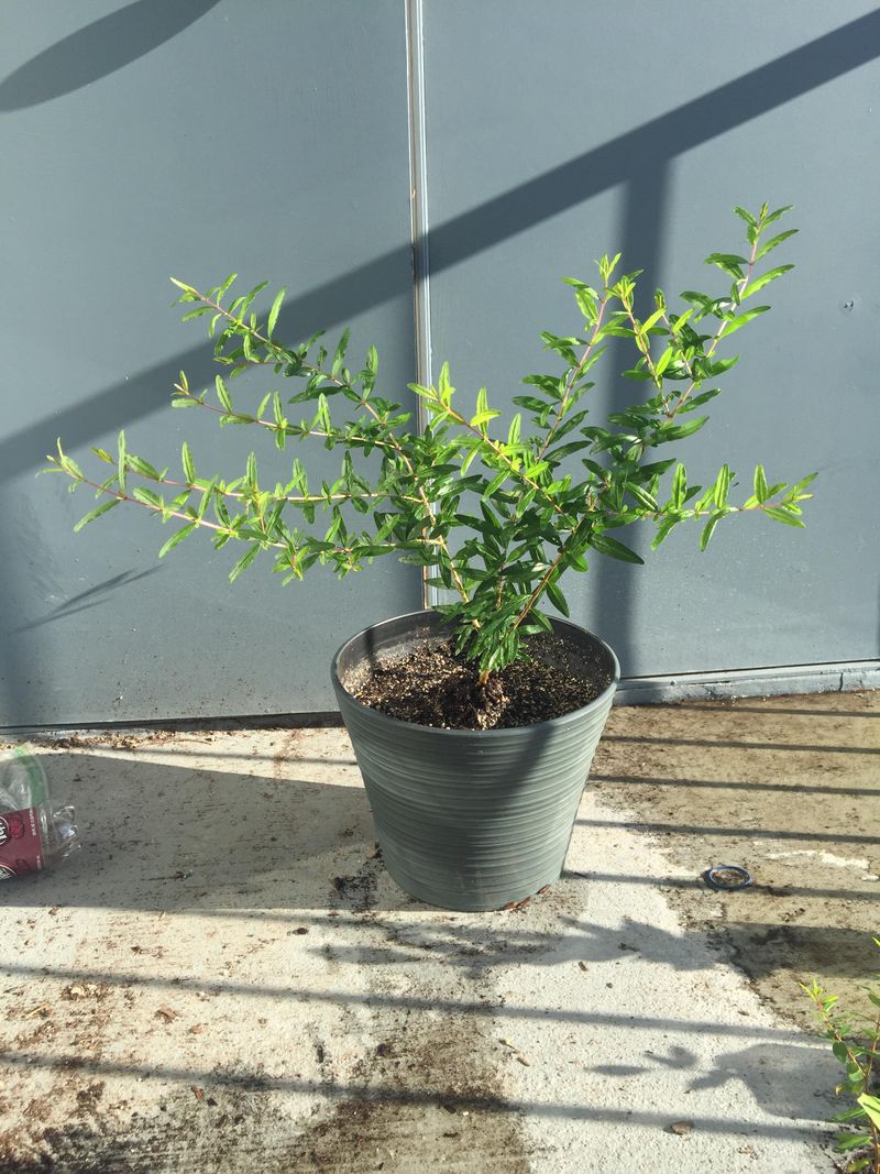 Pomegranate