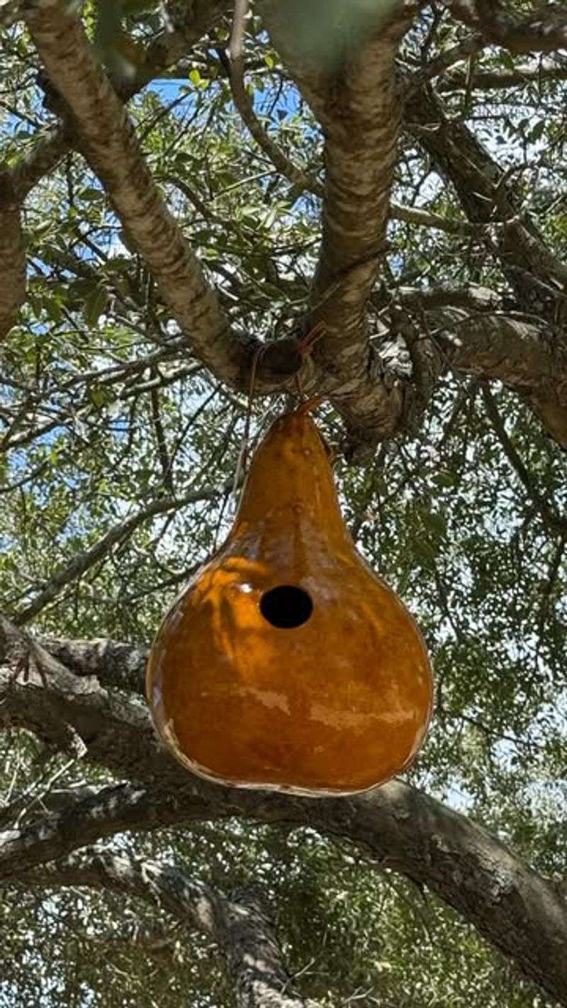 Hollowed Gourd Nest