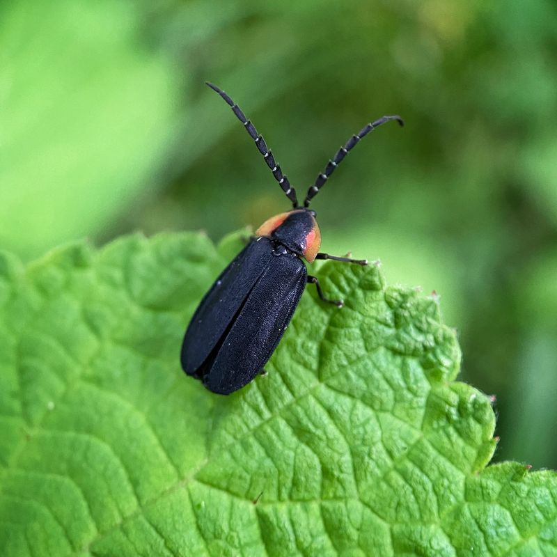 Habitat Loss Leaves Fireflies Homeless