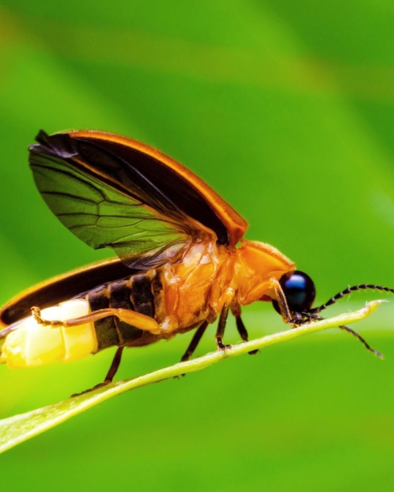 Habitat Loss From Rapid Development