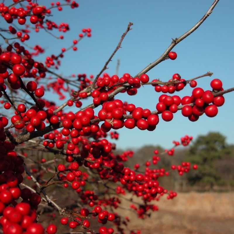 Winterberry Holly For Bird-Friendly Boundaries