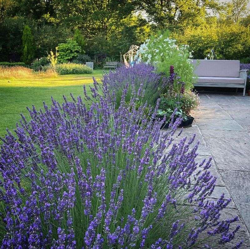 Lavender