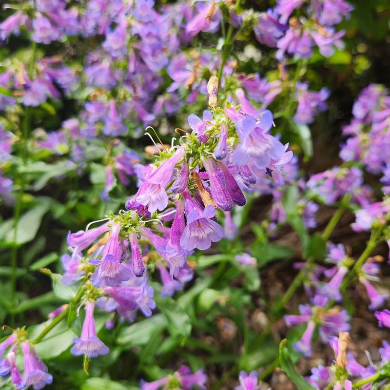 Fairy Bells