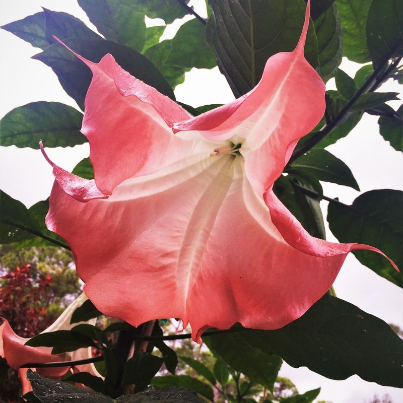 Angel's Trumpet: Heavenly Looks, Hellish Effects