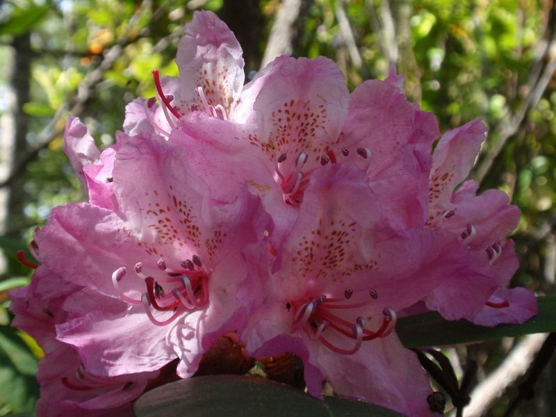 Rhododendrons
