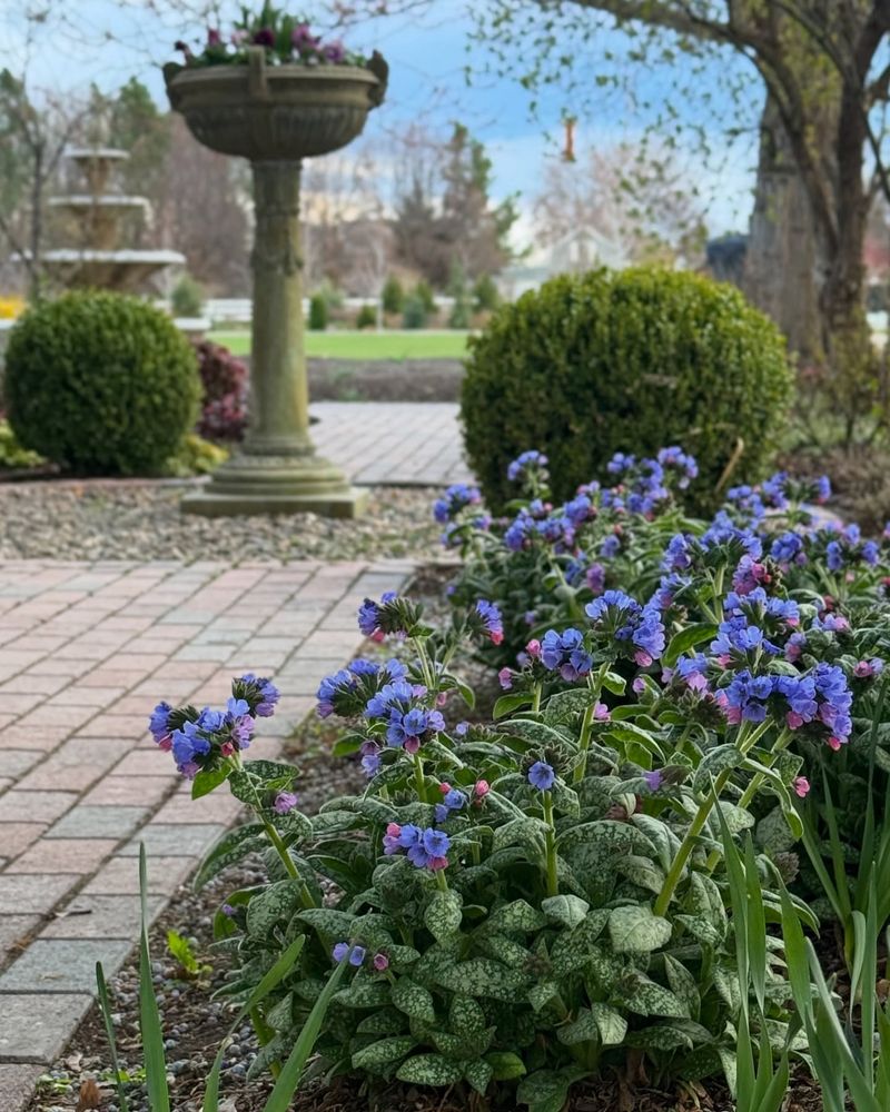 Lungwort (Pulmonaria)