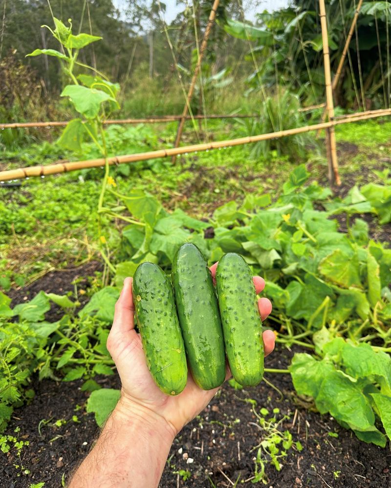 Cucumber: Crisp Vegetables Designed For Moisture
