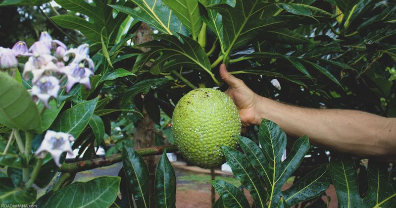 The Secret Breadfruit Grove Of Hana
