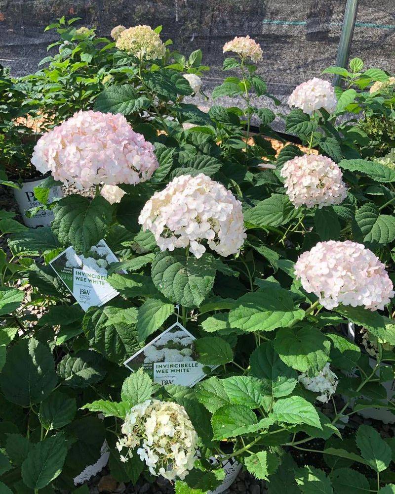 Annabelle Smooth Hydrangea