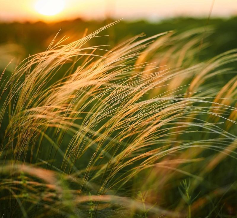 Mexican Feather Grass Waves
