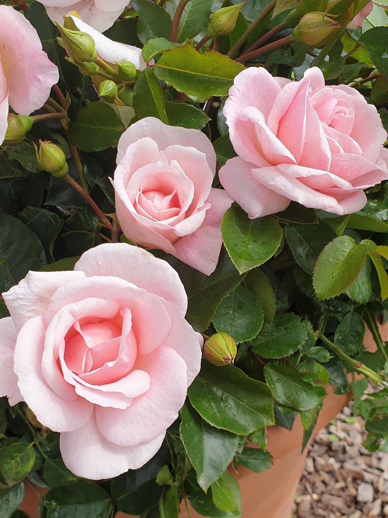 Extends Rose Bush Lifespan