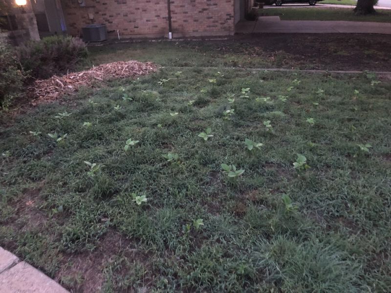 Deep-Rooted Plants As Natural Tillers