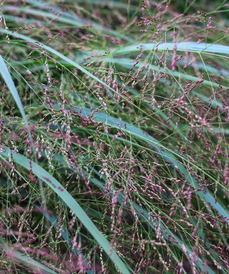 Switchgrass Shines Through Seasons