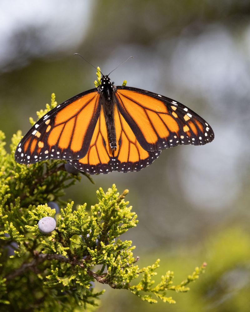 Monarch Butterflies