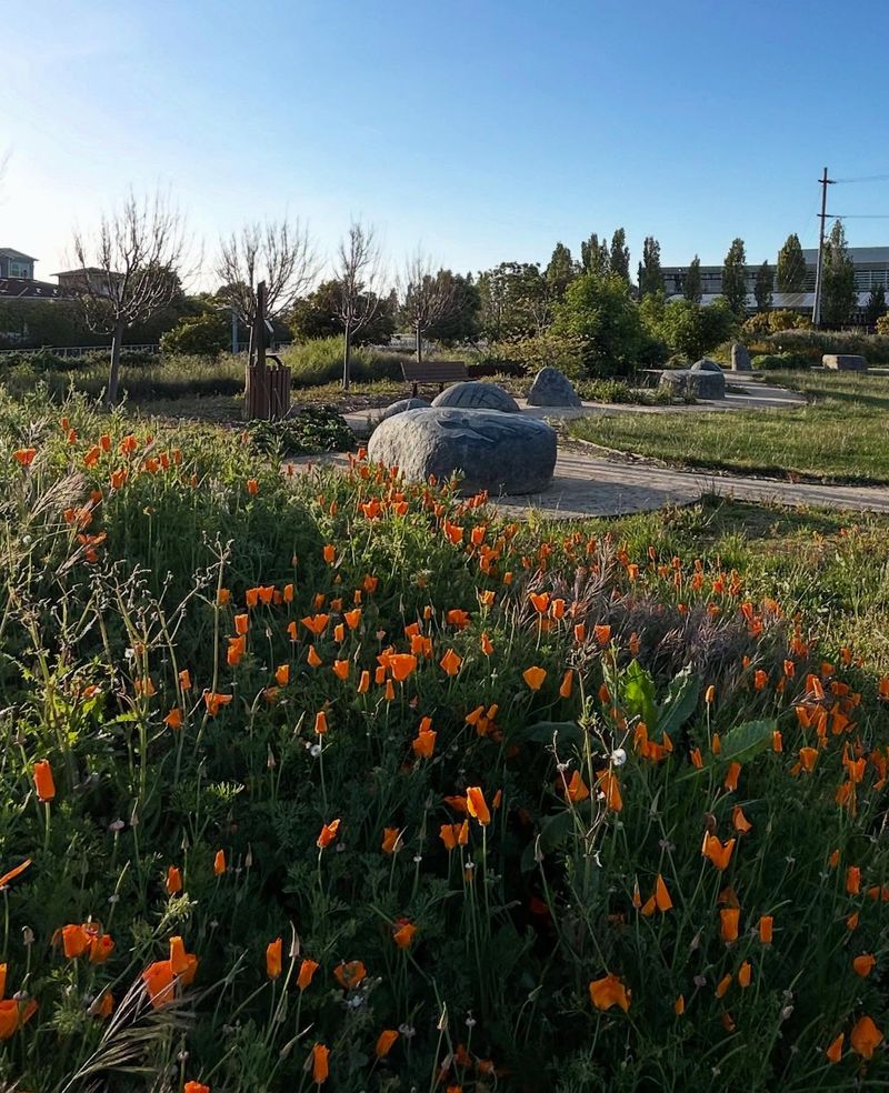 Ohlone Living Heritage Garden In Berkeley