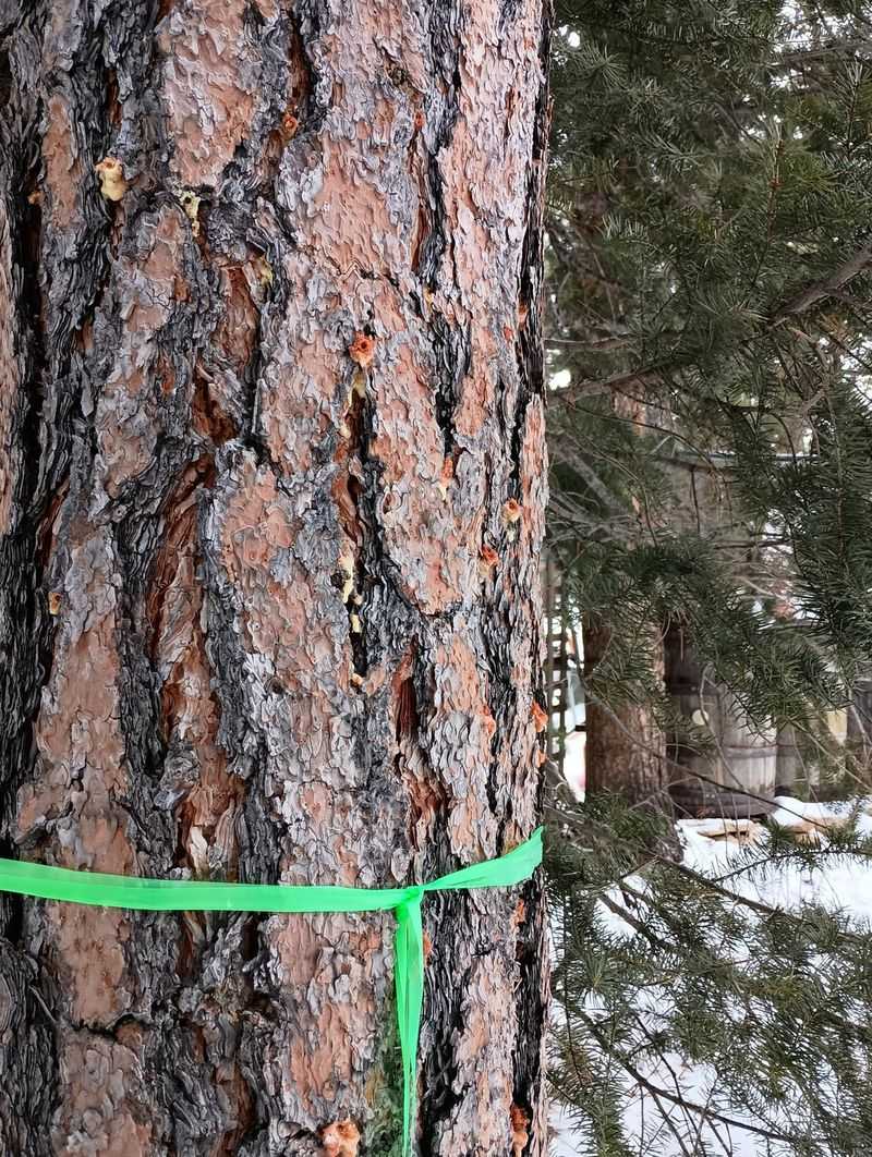 Beetle Infestation Concerns