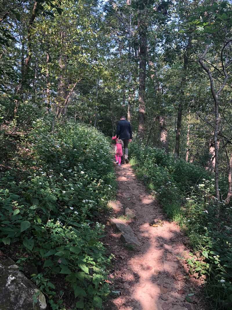 Mount Magazine's Hidden Wildflower Path