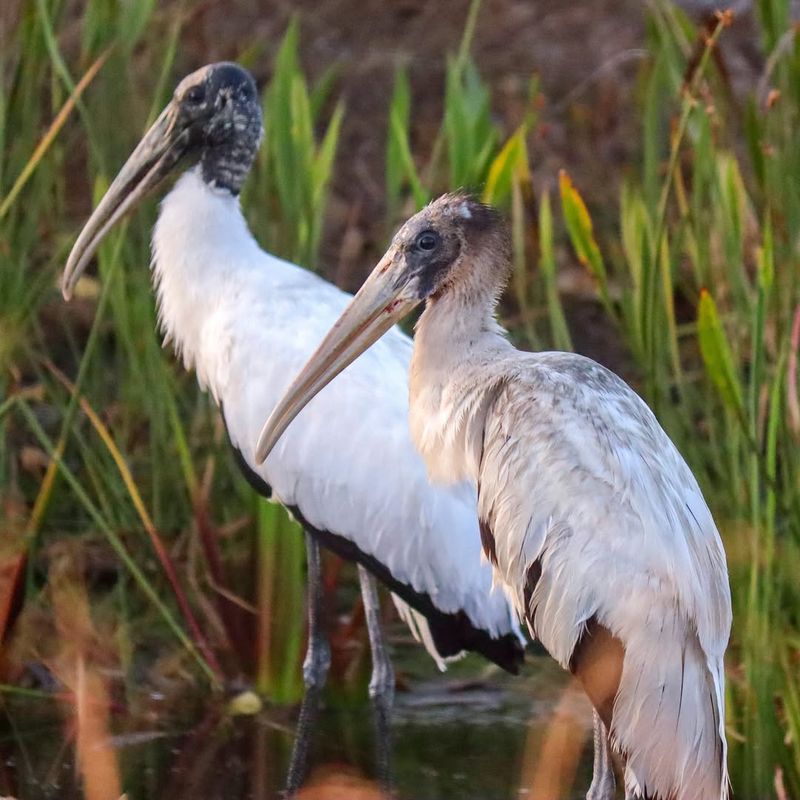 Wood Storks