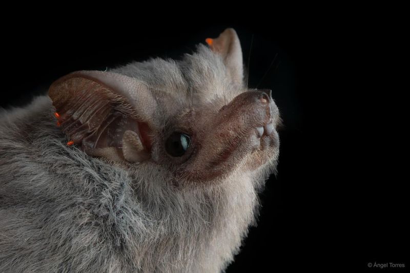 Gray Bats