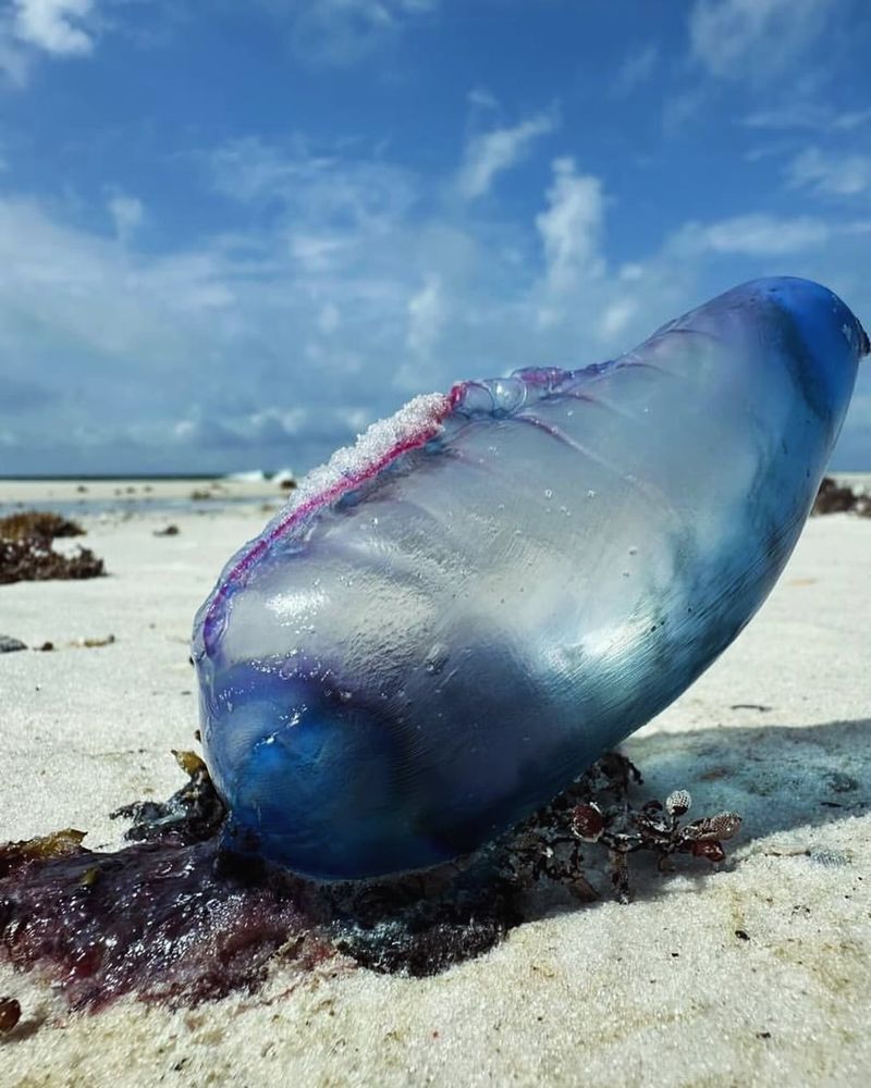 Portuguese Man-of-War
