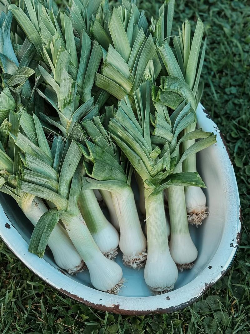 Flavorful Winter Leeks