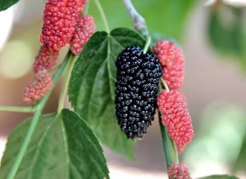 Mulberry: Fast-Growing Shade