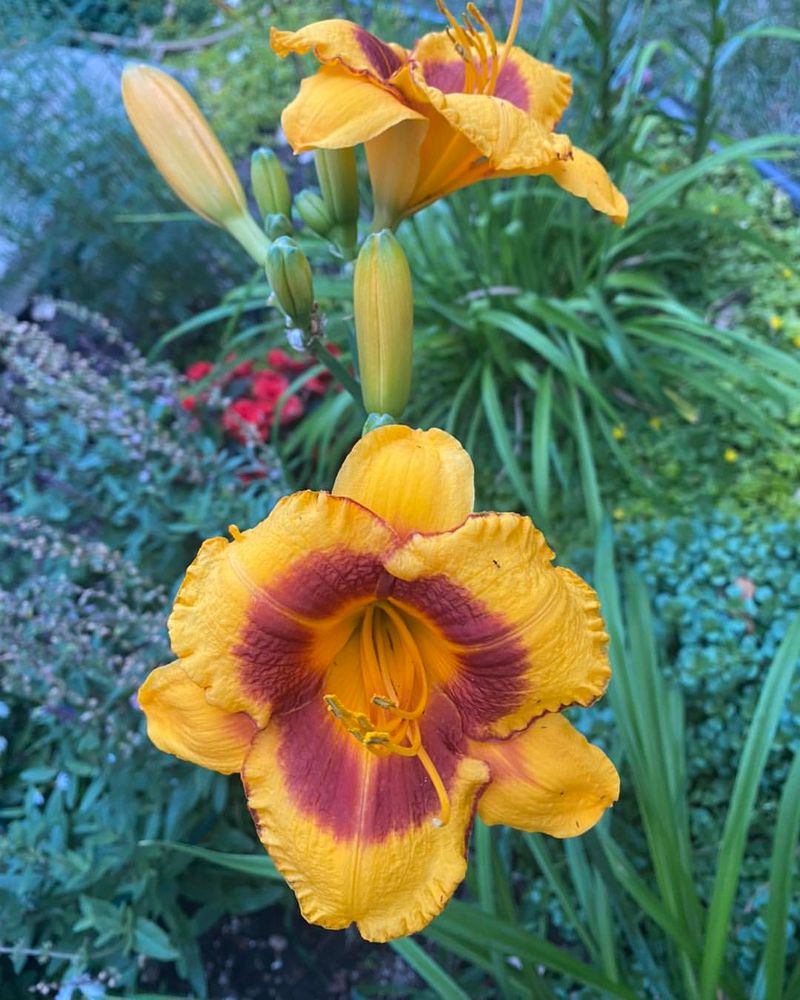 Daylilies