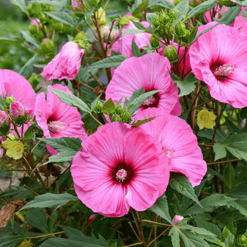 Hardy Hibiscus: Dinner-Plate Sized Tropical Blooms