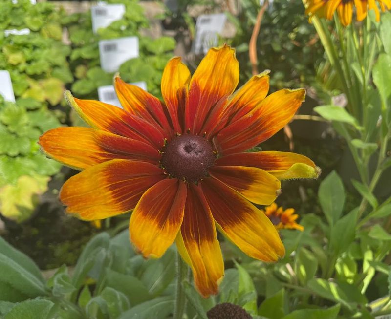 Rudbeckia: Sunny Disposition
