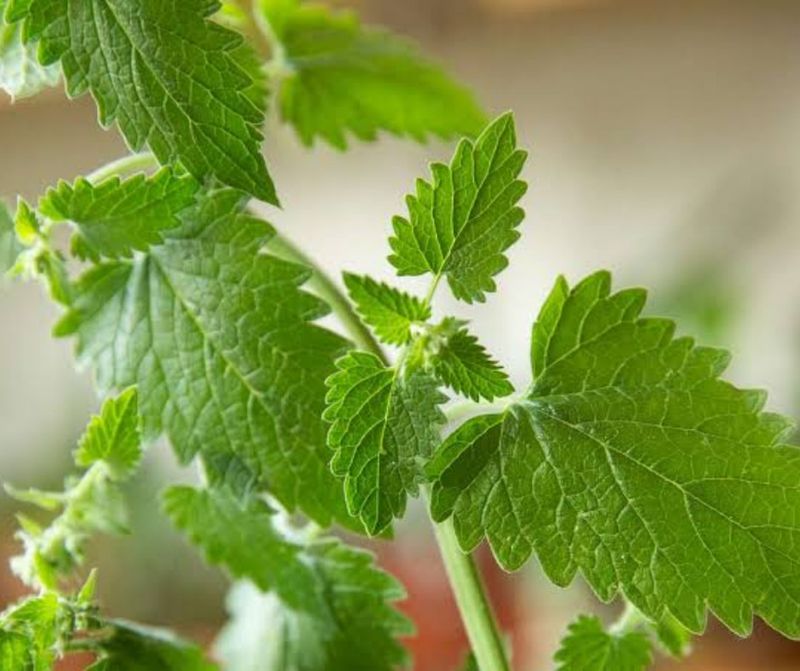 Catnip: Feline's Delight, Frost's Survivor