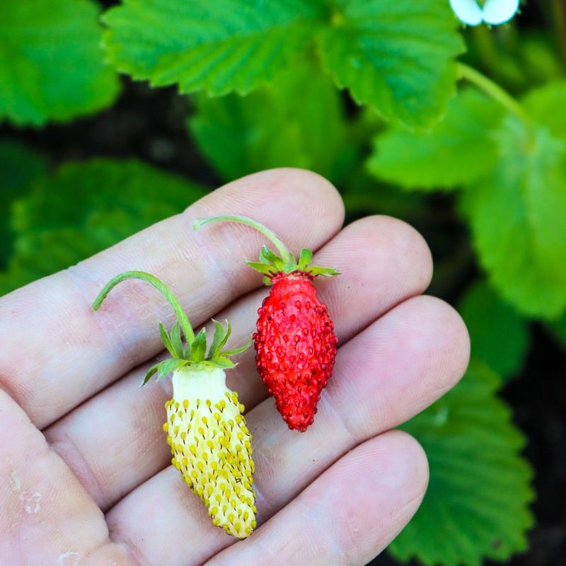 Alpine Strawberries