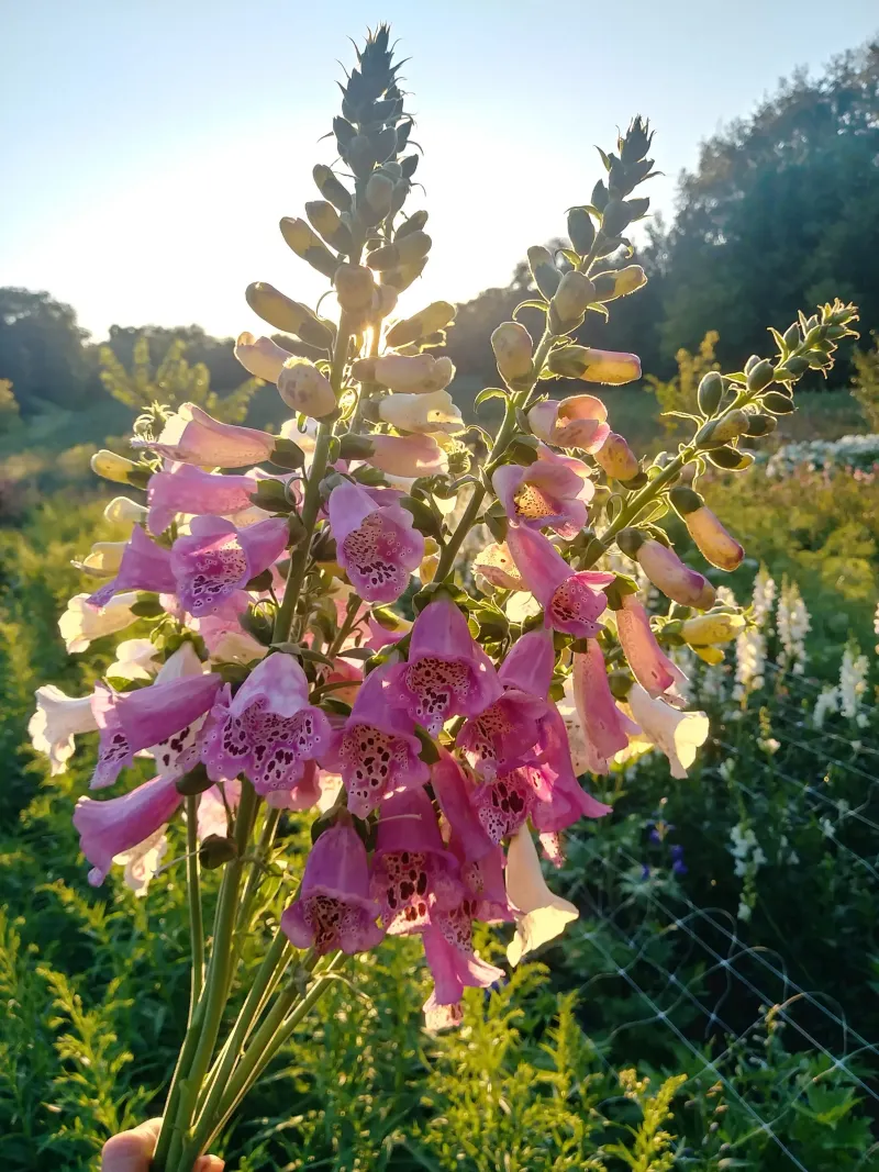 Foxglove