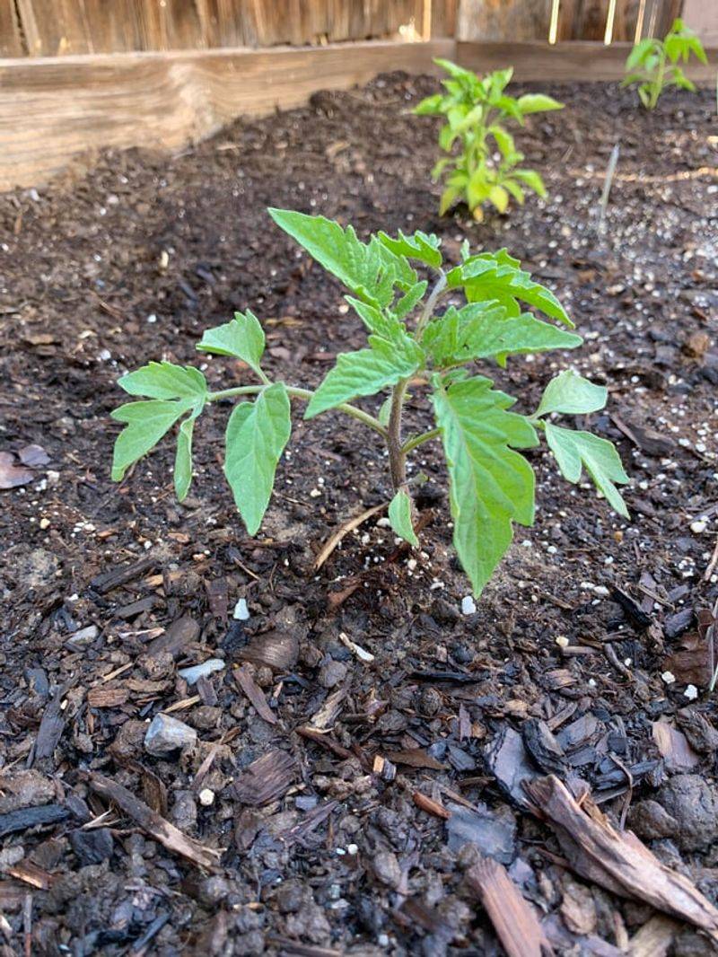 Previous Nightshade Growing Spots